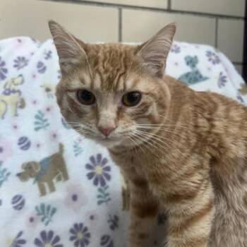 Tangerine -  Domestic Short Hair Cat for Adoption in Kansas City, Missouri - Tangerine | PetCurious