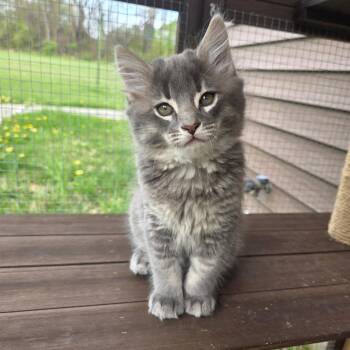 Domestic Medium Hair Cats Available for Adoption in Wind Gap, Pennsylvania - Bulbasaur | PetCurious