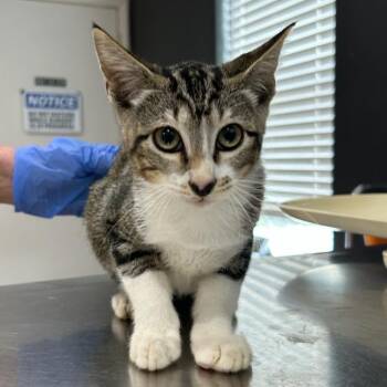 Sinatra -  Domestic Short Hair Cat for Adoption in Livingston, Texas - Sinatra | PetCurious