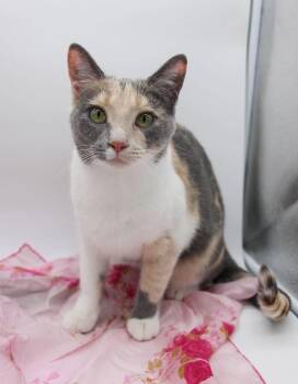 Peaches XXVI -  Domestic Short Hair Cat for Adoption in Muskegon, Michigan - Peaches XXVI | PetCurious