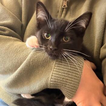 Fern -  Domestic Short Hair Cat for Adoption in Spokane, Washington - Fern | PetCurious