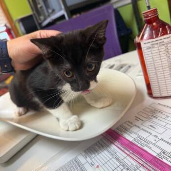 Who -  Domestic Short Hair Cat for Adoption in Emporia, Kansas - Who | PetCurious