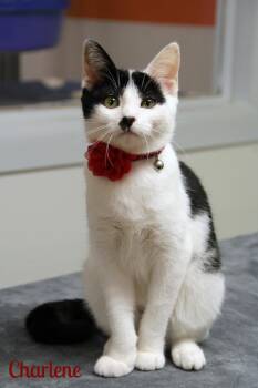 Rescue Domestic Short Hair Cats for Adoption in Vinton, Iowa - Charlene | PetCurious