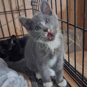 Pigeon -  Manx Cat for Adoption in Nampa, Idaho - Pigeon | PetCurious