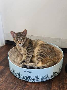 Iris -  Domestic Short Hair Cat for Adoption in Rowlett, Texas - Iris | PetCurious