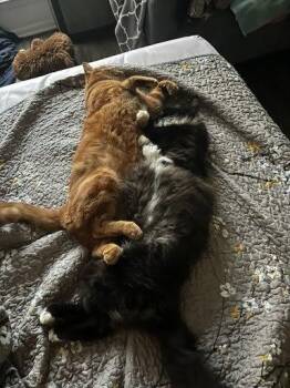 Rexie and Big Mac ( bonded pair) -  Domestic Long Hair and Domestic Short Hair Cat Available for Adoption in Fort Worth, Texas - Rexie And Big Mac ( Bonded Pair) | PetCurious