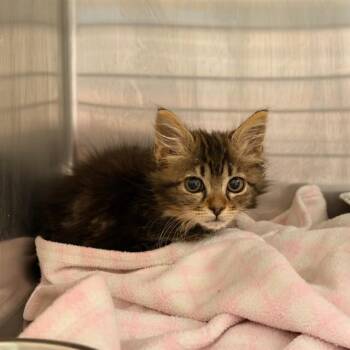 JENNI -  Domestic Short Hair Cat for Adoption in Tustin, California - JENNI | PetCurious