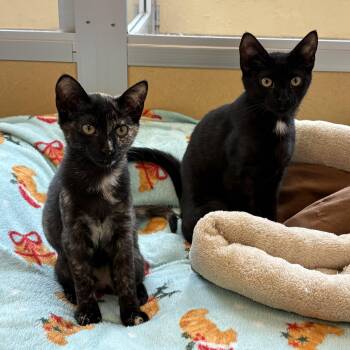 Sourdough & Ciabatta -  Domestic Short Hair Cat for Adoption in Eatontown, New Jersey - Sourdough & Ciabatta | PetCurious