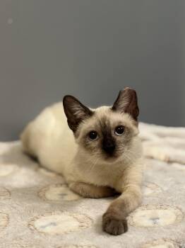 Feta -  Siamese Cat for Adoption in Houston, Texas - Feta | PetCurious