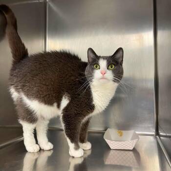 Rosie the Riveter -  Domestic Short Hair Cat for Adoption in Winthrop, Maine - Rosie The Riveter | PetCurious