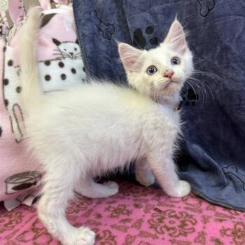 Pomelo -  Domestic Short Hair Cat for Adoption in Hawthorne, California - Pomelo | PetCurious