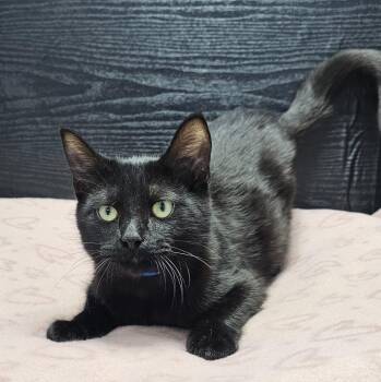 Domestic Short Hair Cats Available for Adoption - Tonic | PetCurious