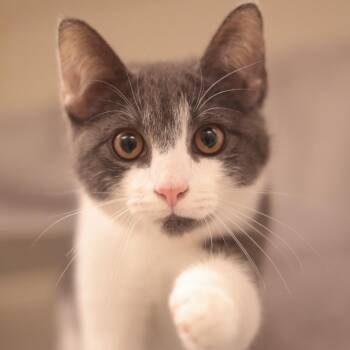 Pointe Shoes -  Domestic Short Hair Cat for Adoption in Philadelphia, Pennsylvania - Pointe Shoes | PetCurious