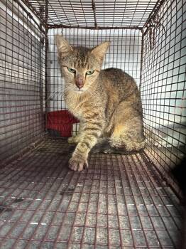 Cool Ranch -  Domestic Short Hair Cat Available for Adoption in New Braunfels, Texas - Cool Ranch | PetCurious