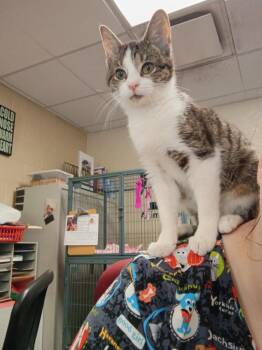 Tabby Cats Available for Adoption in Hamilton, Ohio - Bunny | PetCurious