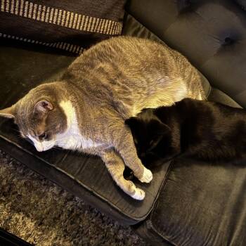 Gaston -  Domestic Short Hair Cat for Adoption in New York, New York - Gaston | PetCurious