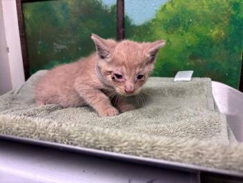 GOOSE -  Domestic Short Hair Cat for Adoption in Houston, Texas - GOOSE | PetCurious