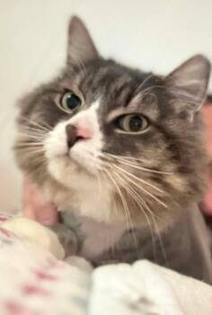 Paul -  Domestic Long Hair Cat for Adoption in Pitman, New Jersey - Paul | PetCurious