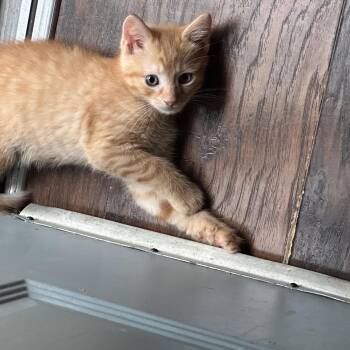 Major Tom -  Domestic Short Hair Cat for Adoption in Sterling, Virginia - Major Tom | PetCurious
