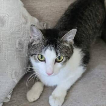 Cashlynn -  Domestic Short Hair Cat for Adoption in Gordonsville, Tennessee - Cashlynn | PetCurious