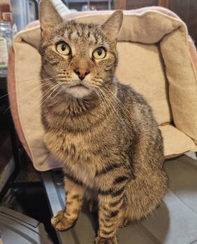 Domestic Short Hair Cats Available for Adoption - "PIERRE" A.C - The Little Prince | PetCurious