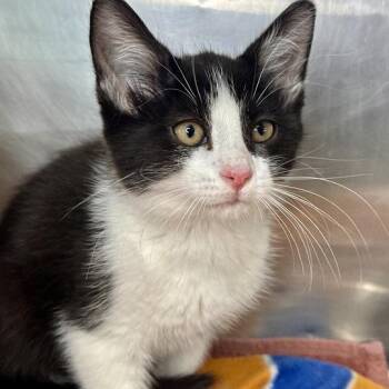 Wells -  Domestic Medium Hair Cat for Adoption in Matteson, Illinois - Wells | PetCurious