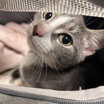 Domestic Short Hair Cats Available for Adoption in Philadelphia, Pennsylvania - Luna Sweets | PetCurious