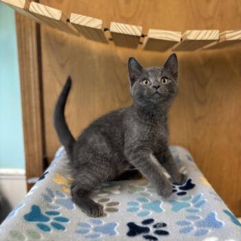 Santagato--In Foster -  Domestic Short Hair Cat Available for Adoption in Fargo, North Dakota - Santagato--In Foster | PetCurious