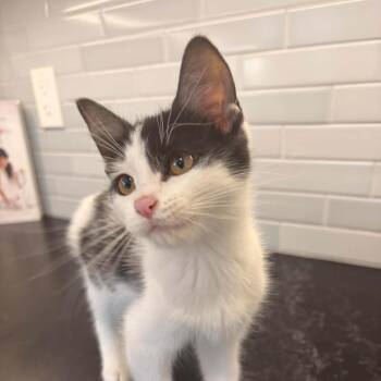 Julian -  Domestic Short Hair Cat for Adoption in Victoria, British Columbia - Julian | PetCurious