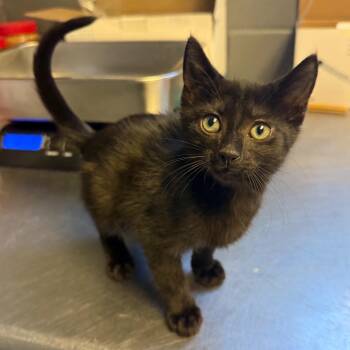 TUSC-Stray-85190_2 -  Domestic Short Hair Cat for Adoption in Tuscaloosa, Alabama - TUSC-Stray-85190_2 | PetCurious