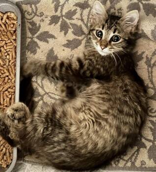 Slappy the Squirrel -  Domestic Medium Hair Cat for Adoption in Alafaya, Florida - Slappy The Squirrel | PetCurious