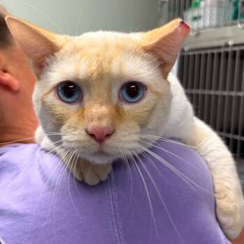 Flame -  Siamese Cat for Adoption in Lenexa, Kansas - Flame | PetCurious