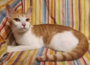 Rescue Domestic Short Hair Cats for Adoption in Lansdowne, Pennsylvania - Darla | PetCurious
