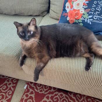 Coco -  Siamese Cat for Adoption in Ramona, California - Coco | PetCurious