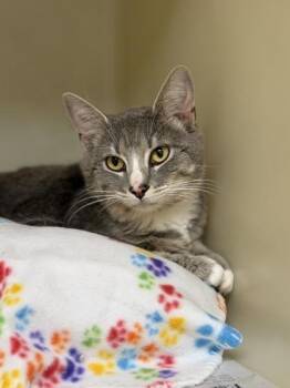 Domestic Short Hair Cats Available for Adoption in King William, Virginia - Grits | PetCurious