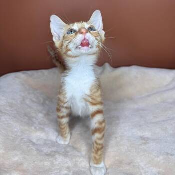 Krilliam -  Domestic Short Hair Cat for Adoption in San Antonio, Texas - Krilliam | PetCurious