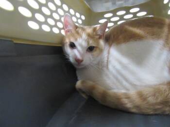 Rescue Domestic Short Hair Cats for Adoption in St. Peters, Missouri - SALAMI | PetCurious