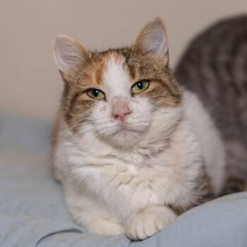 Rescue Domestic Short Hair Cats for Adoption in Kirkland Lake, Ontario - Gertrude | PetCurious