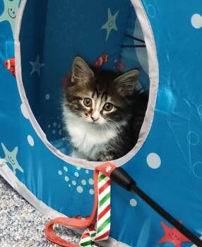 Maisie -  Domestic Medium Hair and Tabby Cat for Adoption in Buford, Georgia - Maisie | PetCurious