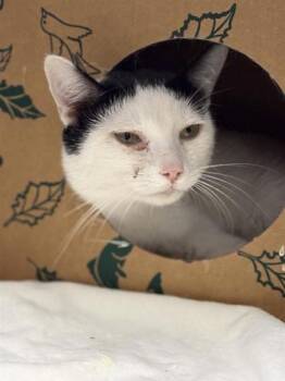 Domestic Short Hair Cats Available for Adoption in West Chester, Pennsylvania - Orlie | PetCurious