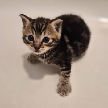 Zeno -  Domestic Short Hair Cat for Adoption in Wahiawa, Hawaii - Zeno | PetCurious
