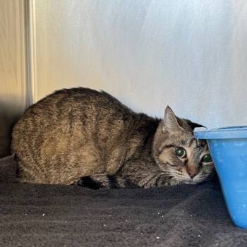 Rescue Domestic Short Hair Cats for Adoption in Bristol, Indiana - Indigo | PetCurious