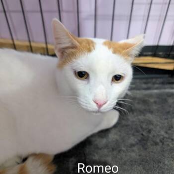 Romeo -  Domestic Short Hair Cat for Adoption in West Plains, Missouri - Romeo | PetCurious