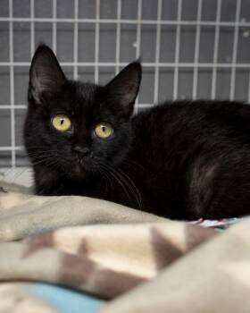 Hiccup -  Domestic Short Hair Cat for Adoption in Boone, Iowa - Hiccup | PetCurious