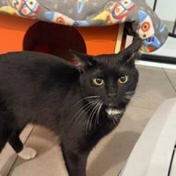 Stitch -  Domestic Short Hair Cat for Adoption in Las Vegas, Nevada - Stitch | PetCurious