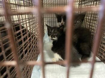 A612126 -  Domestic Short Hair Cat for Adoption in Modesto, California - A612126 | PetCurious