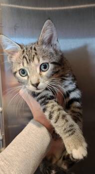 Gatsby -  Domestic Short Hair Cat for Adoption in Bloomsdale, Missouri - Gatsby | PetCurious