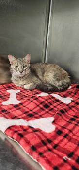Nougat -  Domestic Medium Hair Cat for Adoption in Athens, Tennessee - Nougat | PetCurious