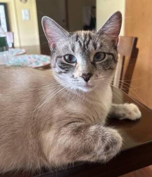 Petal -  Siamese Cat for Adoption in Williamsport, Pennsylvania - Petal | PetCurious