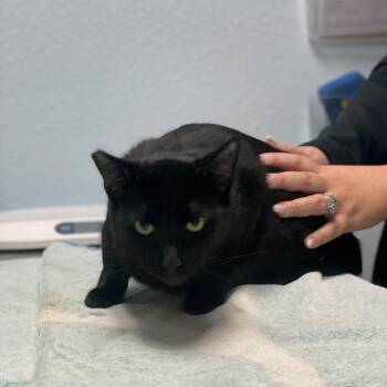 Rescue Domestic Short Hair Cats for Adoption in Riverside, California - Tina Turner | PetCurious